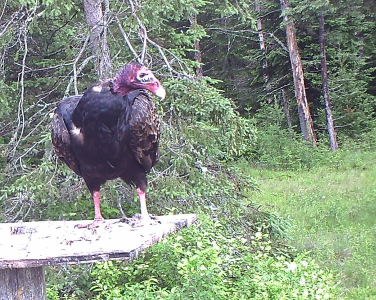 TurkeyVulture_061211.jpg - Turkey Vulture